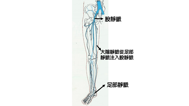 大隱靜脈解剖位置圖