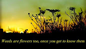 #2 Awesome Flowers Quotes Wallpapers