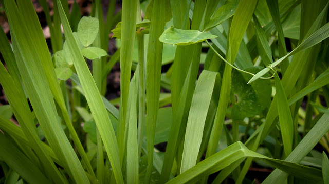 forage rye green manure