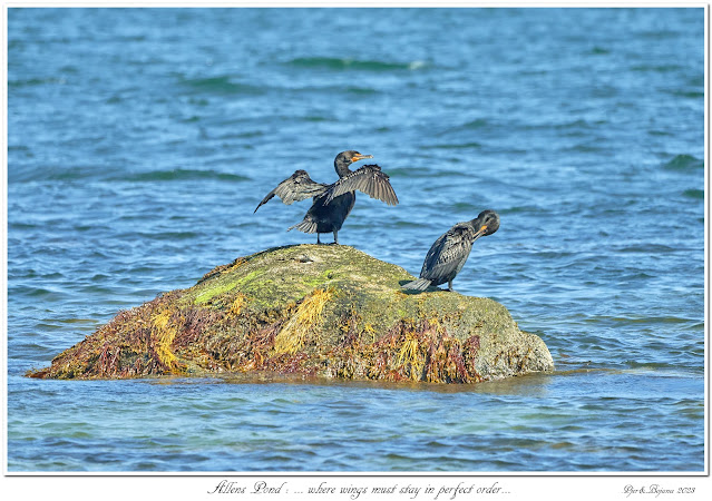 Allens Pond: ... where wings must stay in perfect order...