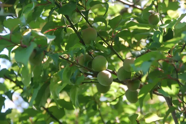 وكالة البيارق الإعلامية تعد عشبة الجنكة بيلوبا (Ginkgo Biloba) واحدة من أقدم وأشهر النباتات الطبية، تمتاز هذه العشبة بمحتواها الغني بالمركبات الكيميائية التي تعود على الجسم بالعديد من الفوائد الصحية، ولتعرف على أبرز فوائد عشبة الجنكة تابع المقال الآتي.  الفوائد الصحية لعشبة الجنكة تعود فوائد عشبة الجنكة إلى محتواها الغني بمضادات الأكسدة، وتتضمن هذه الفوائد ما يلي:  تعزيز صحة القلب أشارت بعض الدراسات إلى فعالية عشبة الجنكة في تعزيز صحة القلب وذلك من خلال زيادة تدفق الدم إلى أجزاء الجسم المختلفة. علاج الخرف أشارت بعض الأبحاث إلى أن استخدام عشبة الجنكة لمدة 22-24 أسبوعاً قد يساعد على التخفيف من الأعراض المرتبطة بالخرف عند استخدامها إلى العلاجات التقليدية الأخرى. تحسين الأداء العقلي يعتقد أن استخدام عشبة الجنكة قد يساعد في تحسين الذاكرة والقدرة على الانتباه، ما زالت هناك الحاجة إلى إجراء المزيد من الدراسات لإثبات مدى فعاليتها. الحد من القلق والتوتر  أشارت دراسة إلى أن تناول 480 مليغرام من الجنكة ساعد في التقليل من أعراض القلق بنسبة 45% لدى المشاركين بالدراسة. والجدير بالذكر أنه ما زالت هناك الحاجة إلى المزيد من الدراسات لإثبات فعالية ذلك. علاج الاكتئاب أشارت بعض الدراسات إلى أن تناول عشبة الجنكة إلى جانب مضادات الاكتئاب لمدة 8 أسابيع ساعد بشكل كبير في التخفيف من أعراض الاكتئاب. تعزيز صحة العين أشارت بعض الأبحاث إلى أن استخدام مكملات الجنكة ساهمت في إبطاء تقدم مرض العين التنكسية وذلك من خلال زيادة تدفق الدم إلى العينين، ما زالت هناك الحاجة إلى المزيد من الدراسات لإثبات صحة ذلك. علاج الصداع ما زالت هناك الحاجة إلى المزيد من الدراسات لإثبات فعالية ذلك، ولكن يعتقد أن استخدام الجنكة قد يكون فعالاً في علاج الصداع المرتبط بانخفاض تدفق الدم نظراً لقدرة هذه العشبة على توسيع الأوعية الدموية وتعزيز تدفق الدم إلى الأنسجة والخلايا. تعزيز صحة الجهاز التنفسي أشارت بعض الأبحاث إلى أن خصائص الجنكة المضادة للالتهاب قد تكون فعالة في التخفيف من أعراض الربو وأمراض الجهاز التنفسي الالتهابية كالانسداد الرئوي المزمن. التقليل من أعراض متلازمة ما قبل الحيض يمكن لتناول مستخلص أوراق الجنكة عن طريق الفم أن يساعد في التخفيف من أعراض ما قبل الدورة الشهرية النفسية والجسدية. علاج الضعف الجنسي تمتاز عشبة الجنكة بقدرتها على تعزيز تدفق الدم إلى أعضاء الجسم المختلفة والذي ينعكس إيجابيا على الرغبة الجنسية. طريقة استخدام عشبة الجنكة تتوفر عشبة الجنكة على شكل قرص يؤخذ عن طريق الفم، أو خلاصة، أو كبسولة، أو حتى شاي. تجنب  بذور الجنكة النيئة أو المحمصة، فقد تكون سامة.  لا توجد جرعة قياسية محددة للجنكة، تعتمد الجرعة المستخدمة على عدة عوامل منها:   العمر.  الجنس  التاريخ المرضي الجرعة المستخدمة. أضرار عشبة الجنكة على الرغم من فوائد عشبة الجنكة المحتملة قد يترتب على استخدامها بعض الآثار الجانبية، نذكر فيما يلي أبرزها: ضعف العضلات. غثيان. دوار. صداع. مشاكل في الجهاز الهضمي. إسهال. حساسية الجلد. يجدر التنويه إلى هذه العشبة قد تتفاعل مع بعض أنواع الأدوية مسببة آثاراً جانبية خطيرة، فيما يلي بعض التفاعلات الدوائية لعشبة الجنكة:  أدوية السكري، قد تقلل عشبة الجنكة من فاعلية هذه الأدوية. الأدوية المخفضة للكوليسترول. مضادات التخثر، قد تقلل من فاعلية هذه العلاجات وعليه قد يزداد خطر النزيف. مضادات الاكتئاب، قد تقلل من فعالية هذه العلاجات. إبوبروفين، قد يزداد خطر النزيف. موانع استخدام عشبة الجنكة على الرغم من أن استخدام هذه العشبة يعد آمناً للاستخدام إلا أن ينصح بتجنب استهلاكها في الحالات التالية: كبار السن. النساء الحوامل والمرضعات. المصابين بالصرع. المصابين باضطرابات النزيف. مرضى السكري. فوائد عشبة الجنكة لا حصر لها، بعضها ما تم إثباته وبعضها الآخر يحتاج إلى إجراء المزيد من الدراسات ليتم إثبات فعاليته، احرص على استشارة الطبيب قبل البدء باستخدام هذه العشبة تفادياً لأي مضاعفات خطيرة.