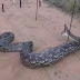 Giant Snake On A Fence – Hanging Dead Snake Photo 