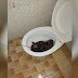 'Tak jadi nak beyak' - Ular sawa 3.65 meter ditemui dalam mangkuk tandas