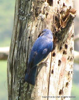 Eastern Bluebird