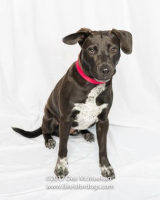 This beautiful shelter dog, Gracie has been waiting way too long for a home and a family to love.