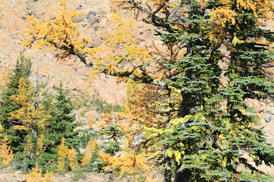 Gold Larches Near Ingalls Pass