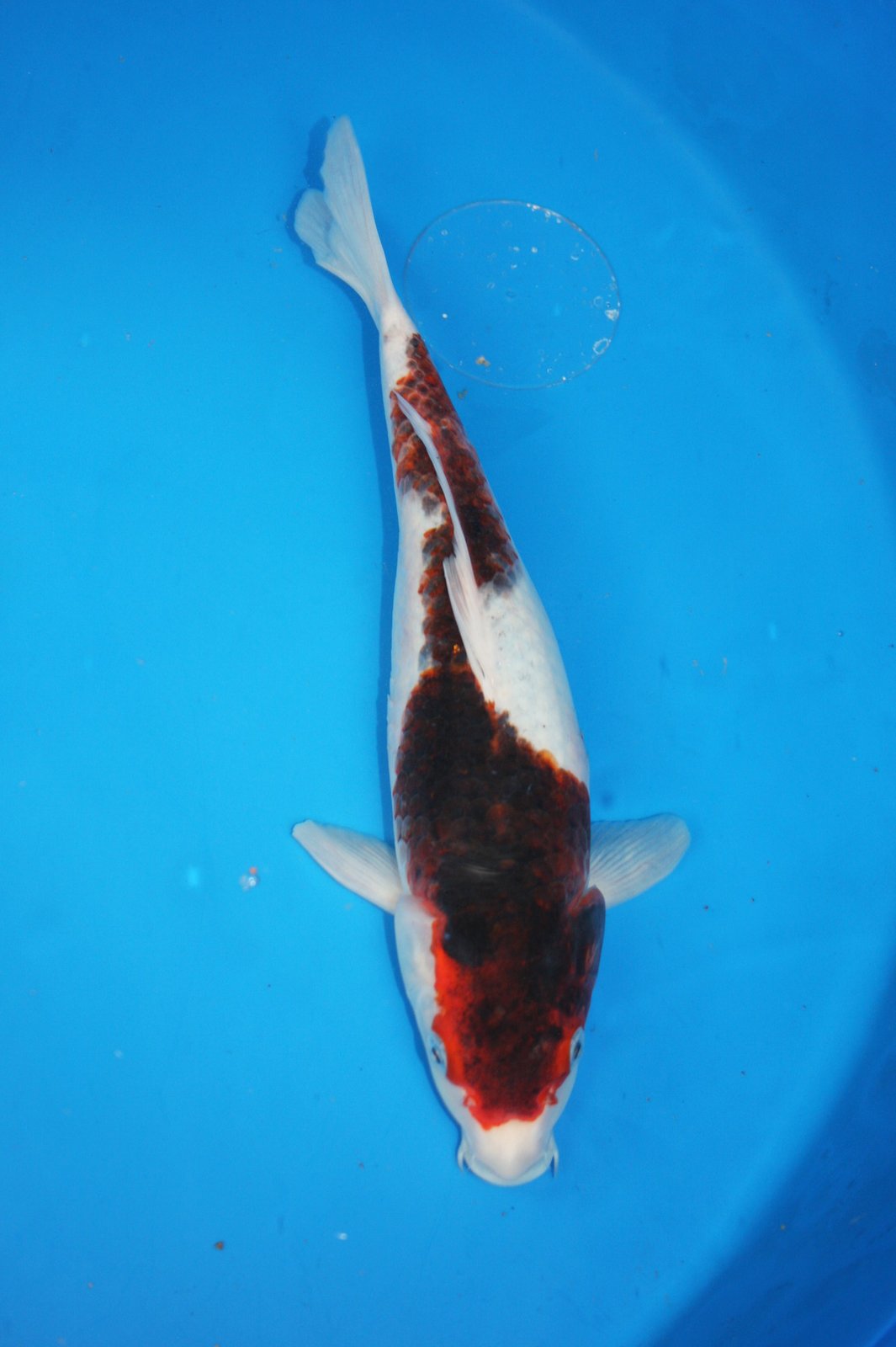 The Blackwater Blog Unique and rare koi  for sale Two year 