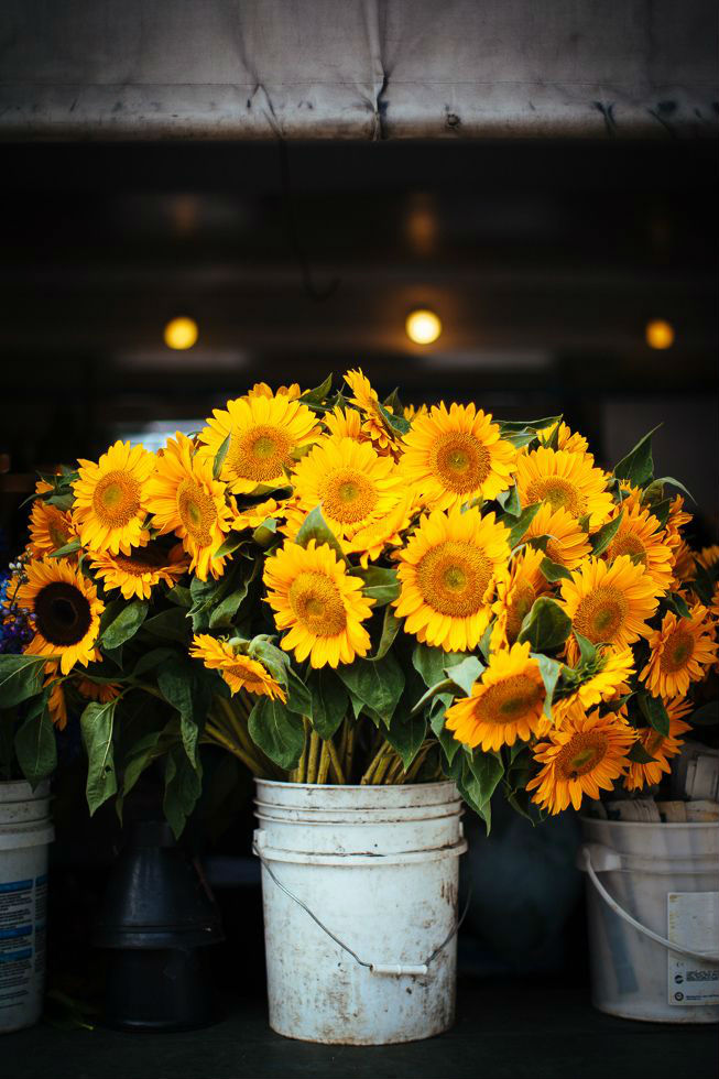 Koleksi Cemerlang 30+ Gambar Bunga Matahari Di Pot