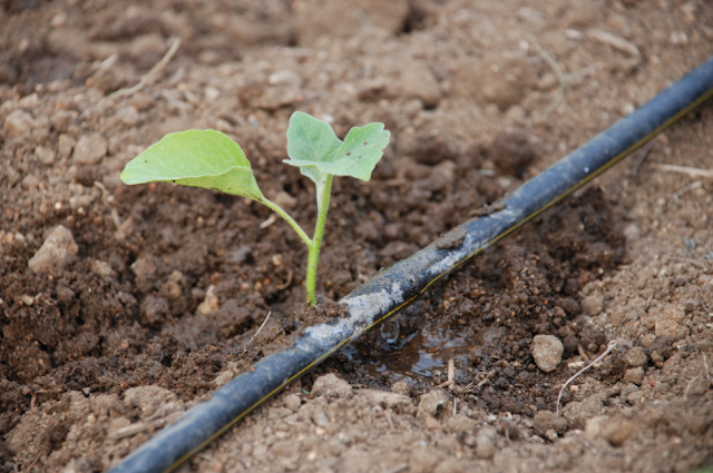 Drip System Irrigation