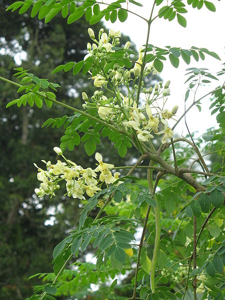 tanaman kelor - Moringa oleifera