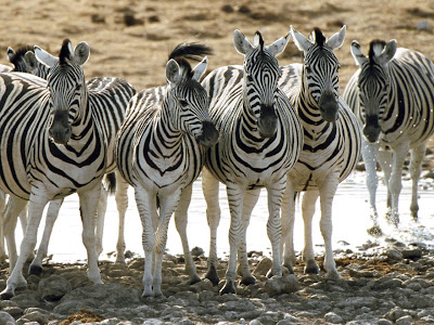 Zebra Line