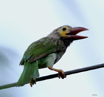 "Brown-headed Barbet, calling fromatop a high tension wire"