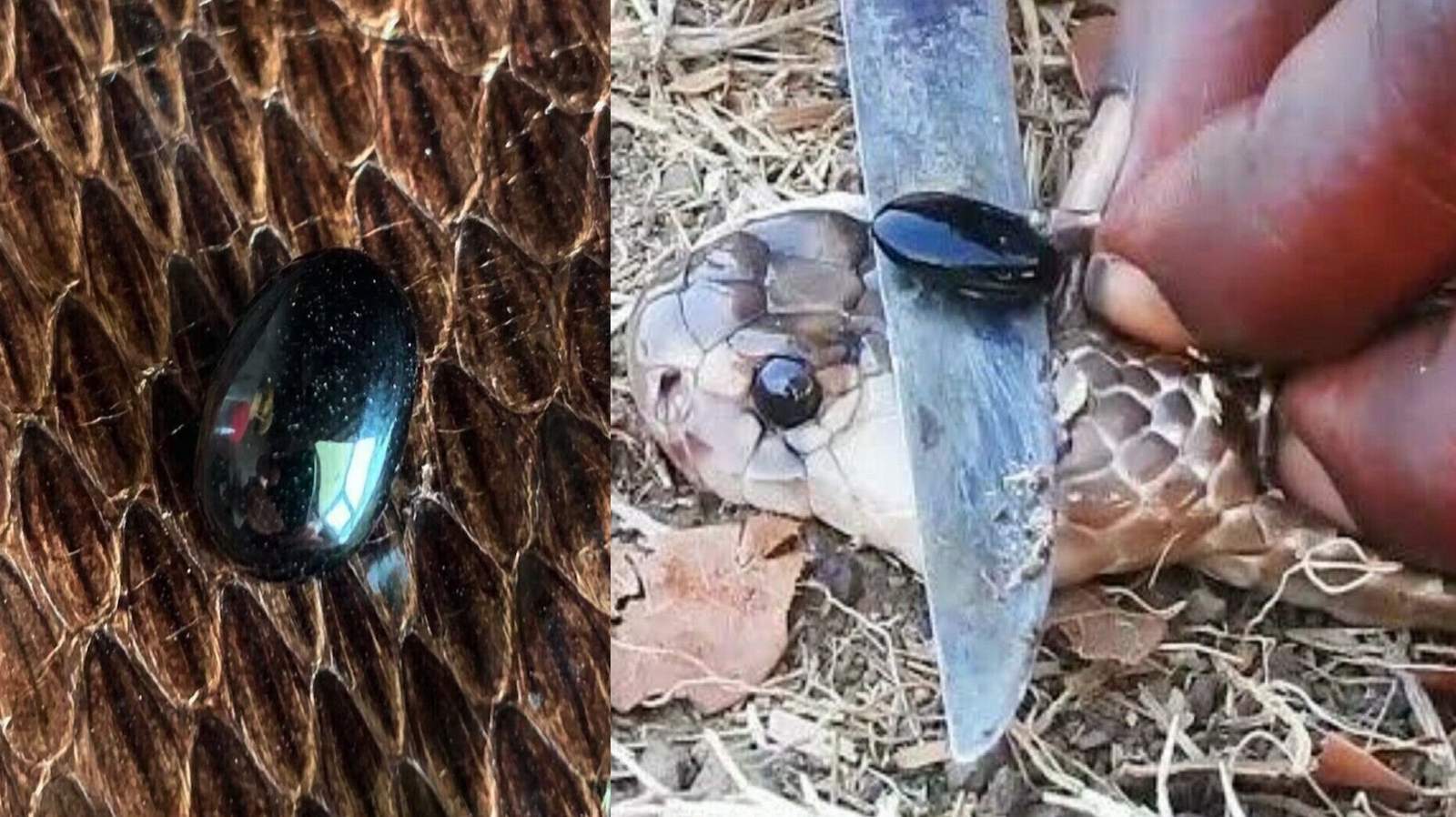 Unveiling the Mystery of Snake Pearls (Nagamani) Within Cobra Heads ...