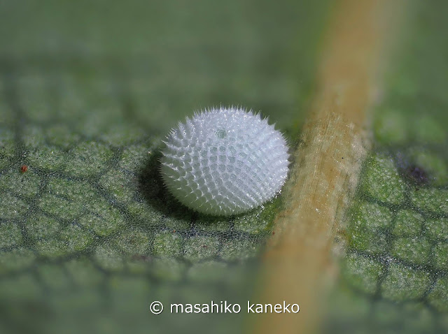 ムラサキシジミ　卵