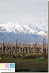 Gelisi Antonio Winery - Aviano, Italy (12 of 22)
