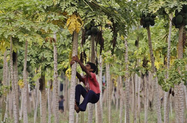 An Indian boy climbs a papaya tree