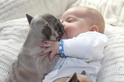 baby and puppies