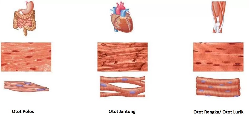 Jaringan Otot  Otot  Lurik Otot  Polos Otot  Jantung 