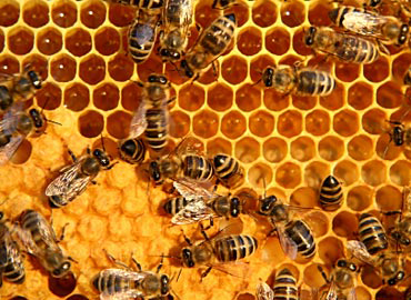 Cara Penyimpanan Propolis yang Baik, lebah madu