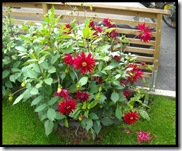 dahlia1