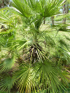 Chamaerops humilis - Palmier nain - Faux palmier doum