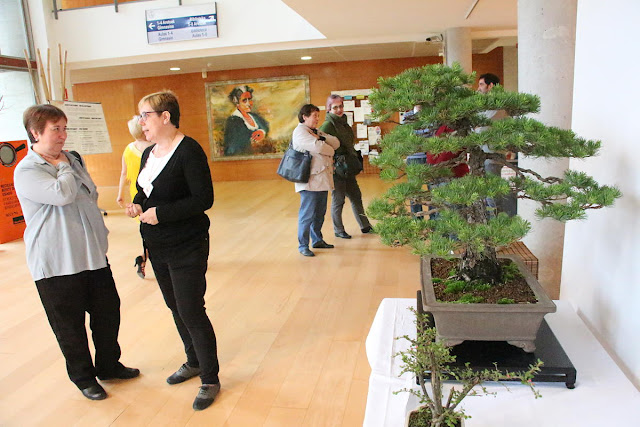Exposición de bonsáis en 2015 en la casa de cultura de San Vicente