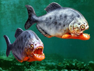 Resultado de imagem para duas piranhas de boca aberta
