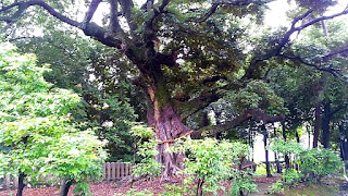 人文研究見聞録：新日吉神宮 ［京都府］