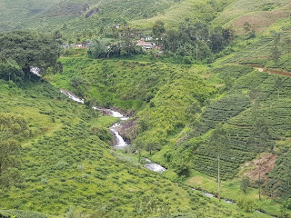 lush green tea plantations