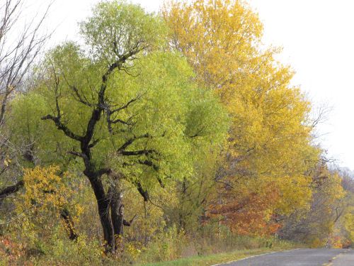 green and yellow trees