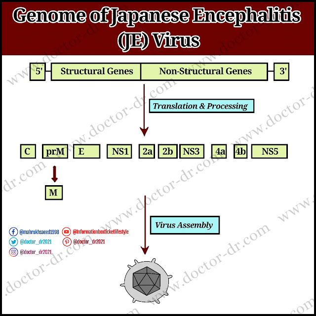 Genome of Japanese Encephalitis Virus