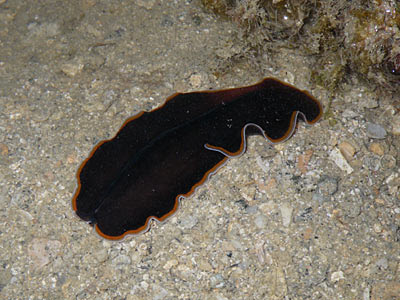 Pseudobiceros uniarborensis Flatworm