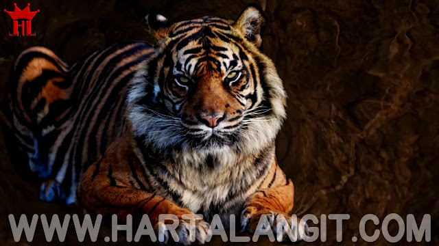 gambar harimau / macan