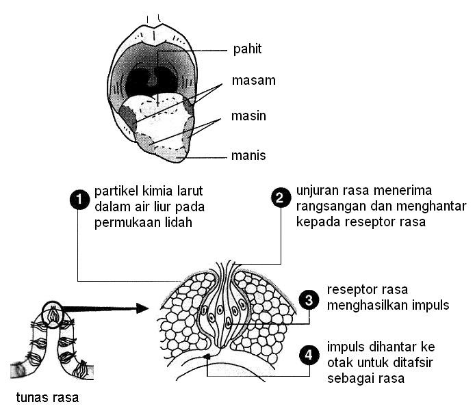 Nota Sains Menengah: 1.3: Deria Rasa