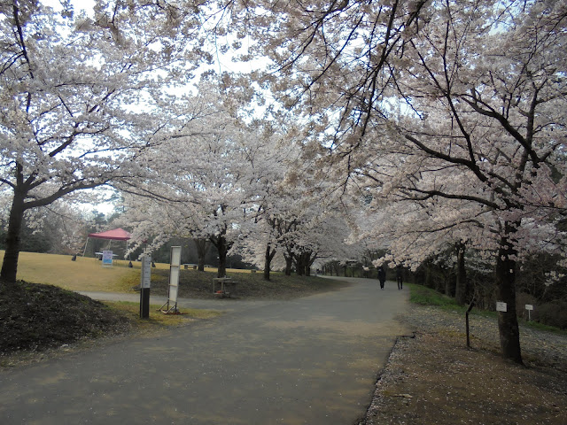 とっとり花回廊の桜の広場のソメイヨシノ桜