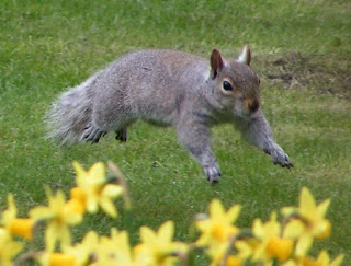 These bushy-tailed cute pests display remarkable parkour-like feats in their daily lives. Their design for acrobatic skills testify of the Creator.