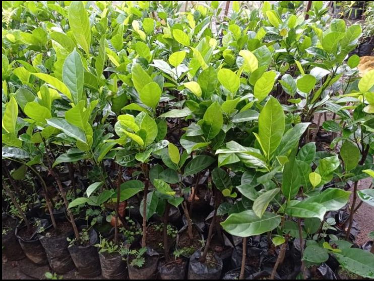 bibit nangka mini madu buah kandel okulasi dapat buat sayur tanaman terlaris Sulawesi Tenggara