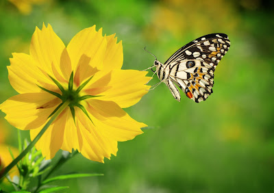 Mariposa en el jardín sobre una linda flor de color amarillo