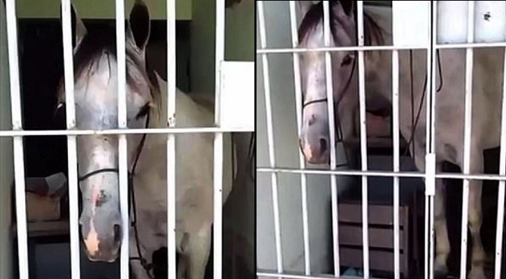 Đá hư ôtô,chú ngựa bị cảnh sát… tống giam