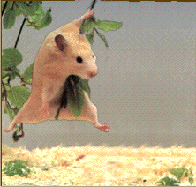 Kumpulan Gambar  Animasi  Hamster Bergerak lucu ANIMASI  