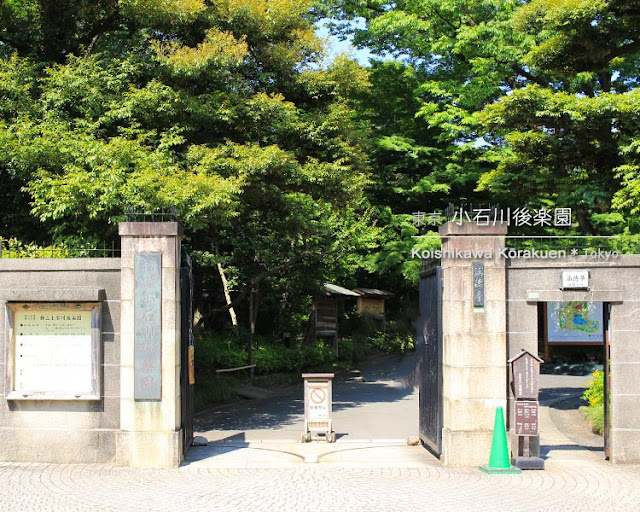 小石川後楽園の花菖蒲