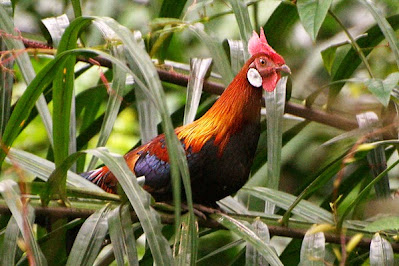 ayam hutan merah