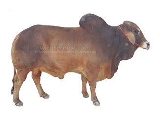 Sapi Perah