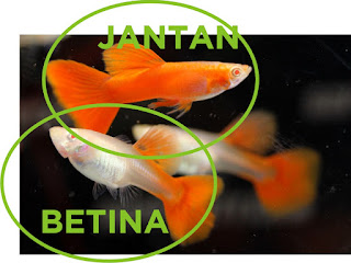 Jual Male Female Guppy,  Harga Male Female Guppy,  Toko Male Female Guppy,  Diskon Male Female Guppy,  Beli Male Female Guppy,  Review Male Female Guppy,  Promo Male Female Guppy,  Spesifikasi Male Female Guppy,  Male Female Guppy Murah,  Male Female Guppy Asli,  Male Female Guppy Original,  Male Female Guppy Jakarta,  Jenis Male Female Guppy,  Budidaya Male Female Guppy,  Peternak Male Female Guppy,  Cara Merawat Male Female Guppy,  Tips Merawat Male Female Guppy,  Bagaimana cara merawat Male Female Guppy,  Bagaimana mengobati Male Female Guppy,  Ciri-Ciri Hamil Male Female Guppy,  Kandang Male Female Guppy,  Ternak Male Female Guppy,  Makanan Male Female Guppy,  guppy breeding Male Female Guppy,  guppies for sale Male Female Guppy,  guppy care Male Female Guppy,  breeding guppiesMale Female Guppy,  male guppiesMale Female Guppy,  female guppiesMale Female Guppy,  guppy aquariumMale Female Guppy,  baby guppiesMale Female Guppy,  poecilia reticulataMale Female Guppy,  guppy tankMale Female Guppy,  guppy fryMale Female Guppy,  guppy giving birthMale Female Guppy,  how long do guppies liveMale Female Guppy,  guppysMale Female Guppy,  guppy guppyMale Female Guppy,  guppy foodMale Female Guppy,  guppy breeding tankMale Female Guppy,  fantail guppyMale Female Guppy,  guppy breedsMale Female Guppy,  guppy sMale Female Guppy,  wild guppiesMale Female Guppy,  guppy babiesMale Female Guppy,  guppy varietiesMale Female Guppy,  freshwater guppies Male Female Guppy,  guppy female Male Female Guppy,  tropical guppies Male Female Guppy,  female guppies for saleMale Female Guppy,  guppy priceMale Female Guppy,  raising guppiesMale Female Guppy,  guppies for sale onlineMale Female Guppy,  guppy infoMale Female Guppy,  buy guppies onlineMale Female Guppy,  guppy saleMale Female Guppy,  buy guppiesMale Female Guppy,  guppy diseasesMale Female Guppy,  guppies onlineMale Female Guppy,  caring for guppiesMale Female Guppy,  best food for guppiesMale Female Guppy,  food for guppiesMale Female Guppy,  blue guppyMale Female Guppy,  guppy breeding setupMale Female Guppy,  guppy birthMale Female Guppy,  guppy speciesMale Female Guppy,  gestation period for guppiesMale Female Guppy,  guppys onlineMale Female Guppy,  guppy care sheetMale Female Guppy,  guppy blue  Jakarta,  keeping guppies  Bandung,  guppies for sale cheap  Medan,  the guppy  Bali,  guppy breeding cycle  Makassar,  show guppies  Jambi,  thai guppy  Pekanbaru,  male and female guppies  Palembang,  what to feed baby guppies  Sumatera,  yellow guppy  Langsa,  guppy names  Lhokseumawe,  guppy gestation period  Meulaboh,  feeding guppies  Sabang,  guppy genetics  Subulussalam,  guppy show  Denpasar,  turquoise guppy  Pangkalpinang,  guppy fry care  Cilegon,  guppy games  Serang,  guppy gestation  Tangerang Selatan,  guppy colors  Tangerang,  guppy tank setup  Bengkulu,  trinidadian guppies  Gorontalo,  guppies having babies  Kota Administrasi Jakarta Barat,  guppy strains  Kota Administrasi Jakarta Pusat,  what do guppies eat  Kota Administrasi Jakarta Selatan,  what to feed guppies  Kota Administrasi Jakarta Timur,  guppy life span  Kota Administrasi Jakarta Utara,  how to care for guppies  Sungai Penuh,  guppy male and female  Jambi,  what is a guppy  Bandung,  guppy natural habitat  Bekasi,  german guppy  Bogor,  guppy poecilia reticulata  Cimahi,  guppy images  Cirebon,  images of guppies  Depok,  fishguppy  Sukabumi,  guppy facts  Tasikmalaya,  how many babies do guppies have  Banjar,  how big do guppies get  Magelang,  how to take care of guppies  Pekalongan,  fan tailed guppies  Purwokerto,  guppy pregnant  Salatiga,  guppy life cycle  Semarang,  temperature for guppies  Surakarta,  what are guppies  Tegal,  guppies restaurant  Batu,  guppy definition  Blitar,  guppy meaning  Kediri,  guppy size  Madiun,  define guppy  Malang,  guppy wiki  Mojokerto,  how do guppies give birth  Pasuruan,  baby guppys  Probolinggo,  guppies bar  Surabaya,  how many fry do guppies have  Pontianak,  guppy behavior  Singkawang,  how many babies does a guppy have  Banjarbaru,  where do guppies come from  Banjarmasin,  how do guppies reproduce  Palangkaraya,  what does guppy mean  Balikpapan,  what is guppy  Bontang,  types of guppy  Samarinda,  guppy guppies  Tarakan,  guppy house hours  Batam,  guppys on the go  Tanjungpinang,  guppys restaurant  Bandar Lampung,  guppies definition  Kotabumi,  do guppies eat their babies  Liwa,  gestation guppy  Metro,  bubble guppies  Ternate,  guppy  Tidore Kepulauan,  Male Female Guppy  Ambon,  Male Female Guppy  Tual,  Male Female Guppy  Bima,  Male Female Guppy  Mataram,  Male Female Guppy  Kupang,  Male Female Guppy  Sorong,  Male Female Guppy  Jayapura,  Male Female Guppy  Dumai,  Male Female Guppy  Pekanbaru,  Male Female Guppy  Makassar,  Male Female Guppy  Palopo,  Male Female Guppy  Parepare,  Male Female Guppy  Palu,  Male Female Guppy  Bau-Bau,  Male Female Guppy  Kendari,  Male Female Guppy  Bitung,  Male Female Guppy  Kotamobagu,  Male Female Guppy  Manado,  Male Female Guppy  Tomohon,  Male Female Guppy  Bukittinggi,  Male Female Guppy  Padang,  Male Female Guppy  Padangpanjang,  Male Female Guppy  Pariaman,  Male Female Guppy  Payakumbuh,  Male Female Guppy  Sawahlunto,  Male Female Guppy  Solok,  Male Female Guppy  Lubuklinggau,  Male Female Guppy  Pagaralam,  Male Female Guppy  Palembang,  Male Female Guppy  Prabumulih,  Male Female Guppy  Binjai,  Male Female Guppy  Medan,  Male Female Guppy  Padang Sidempuan,  Male Female Guppy  Pematangsiantar,  Male Female Guppy  Sibolga,  Male Female Guppy  Tanjungbalai,  Male Female Guppy  Tebingtinggi,  Male Female Guppy  Yogyakarta, 