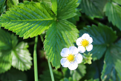 Bosaardbei - Wylde Ierdbei - Fragaria vesca