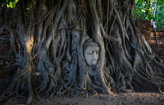 Wat Mahathat: Đây được coi là ngôi đền nổi tiếng bậc nhất tại Ayutthaya, là niềm tự hào của người dân cố đô. Ngôi đền được xây dựng vào năm 1384, từng bị quân Miến Điện phá huy tuy nhiên phần còn lại của nó này vẫn còn giữ được những giá trị ấn tượng. Đặc biệt, hình ảnh đầu tượng Phật nằm dưới gốc cây và bị rễ cây bao phủ là biểu tượng của Wat Mahathat, hình ảnh ai cũng phải check-in khi đến Ayutthaya.