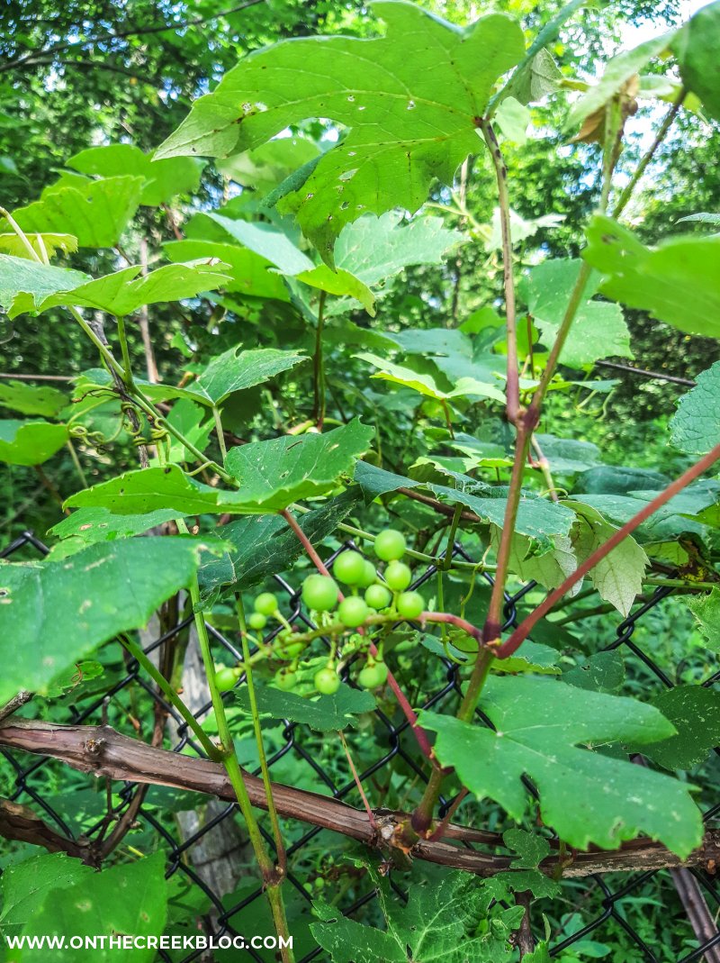 seedless grape vines | On The Creek Blog // www.onthecreekblog.com