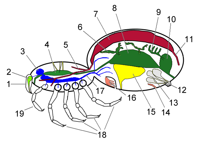 horseshoe crab. of the horseshoe crab,