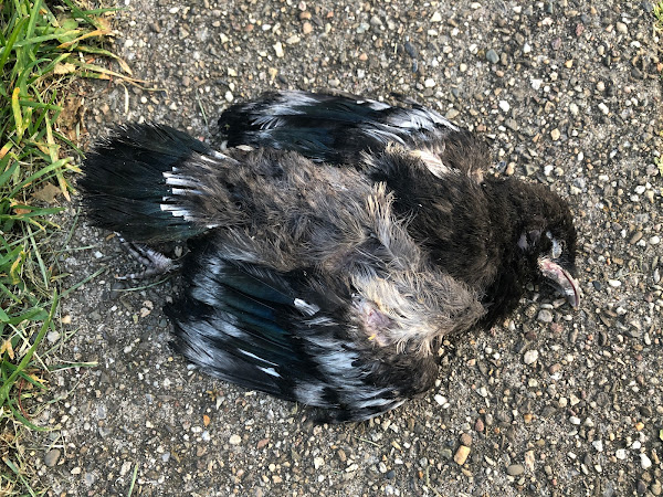 Dode vogel op straat, Zevenaar, mei 2021