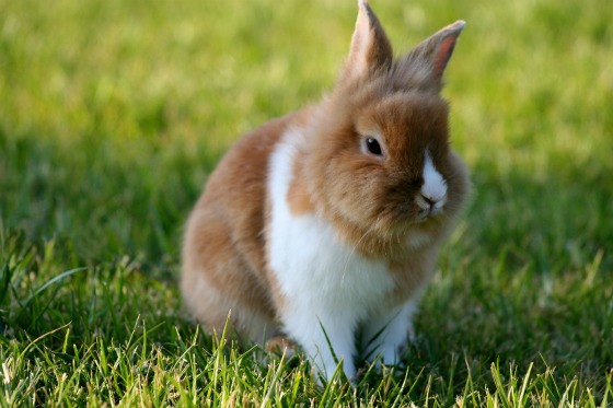 cute bunny pictures, bunny pictures, adorable bunny pictures, cute bunnies